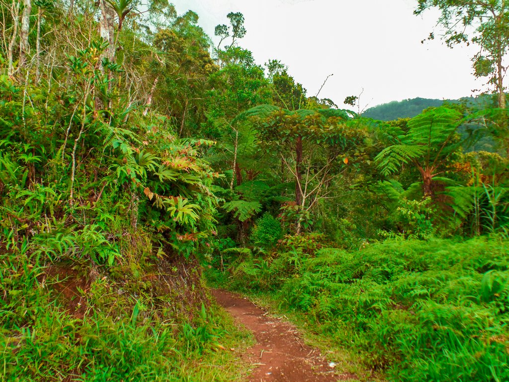 < img src="trail.gif" alt="trail at the northen philippines">