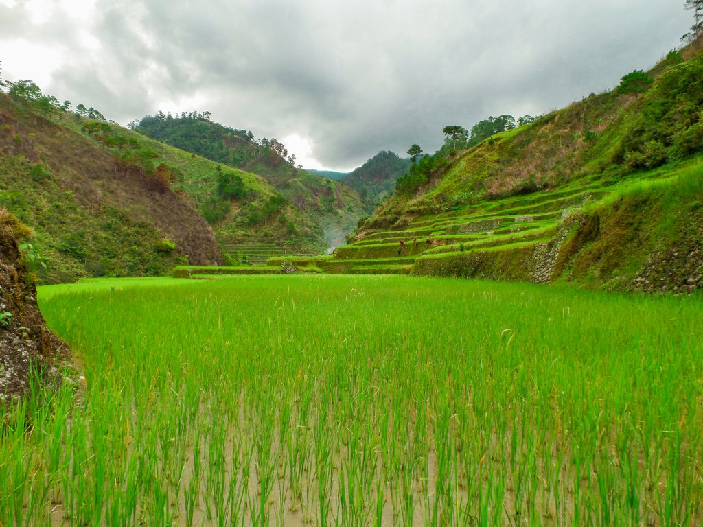 <img src="rice terraces.gif" alt="rice terraces in the northen philippines">